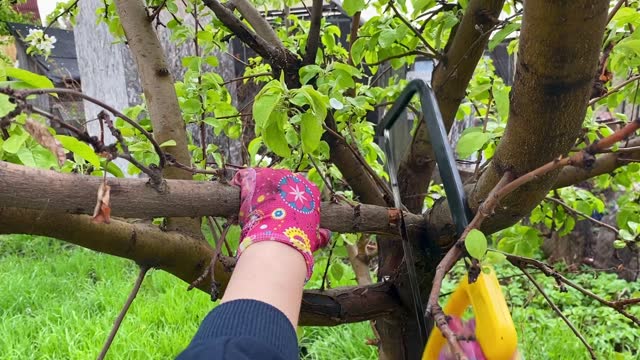 Pruning fruit trees in the spring in the apple orchard. Garden work in spring.