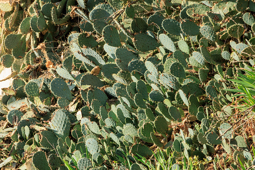 Barbary fig cactus