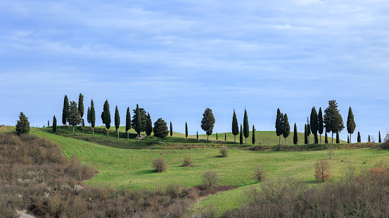 Tuscan cypress trees