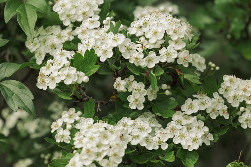 White flowers detail