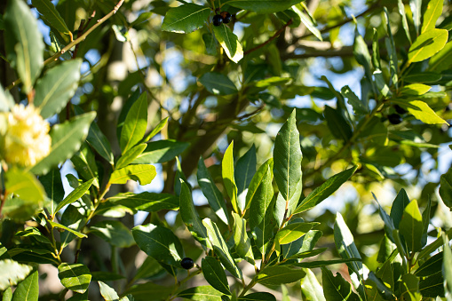 Bay laurel leaves