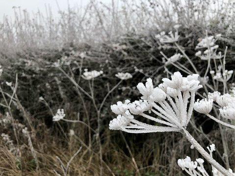 Beautiful icy flowers