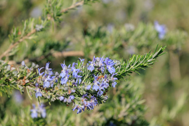 istock Rosemary bush in Tuscany 1492341347