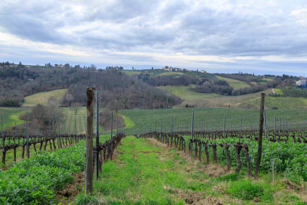 istock Tuscan vineyard in winter time 1492341797