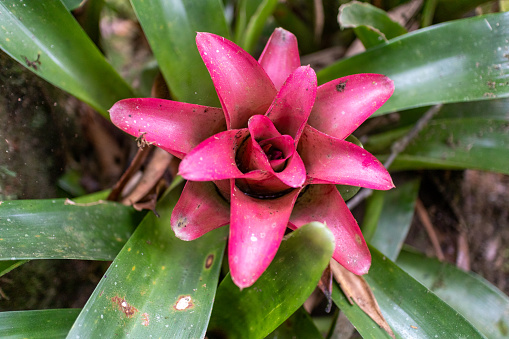 Close-up on red bromeliad flower, this is a flowering plant in the bromeliad family. Top view as a natural background.