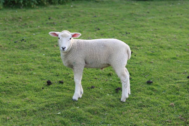 istock Close up of a lamb standing in a field in spring 1492343013