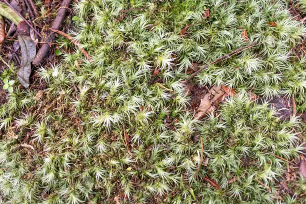 Photo of Juniper Haircap moss