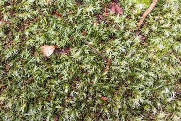 Photo of Juniper Haircap moss