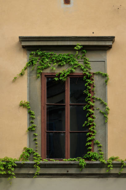 istock Ivy in a window building in Florence Italy 1492344306