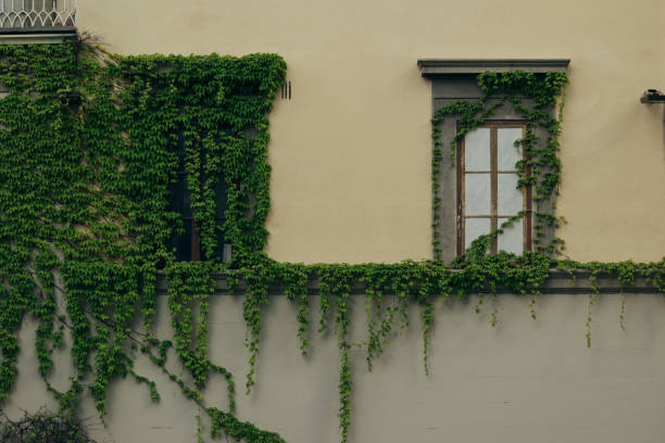 istock Ivy in a window building in Florence Italy 1492344312