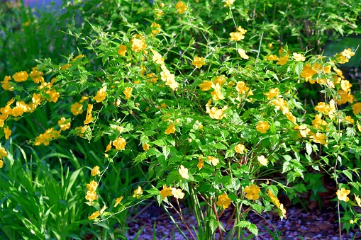 Kerria japonica, commonly called Japanese kerria or Japanese rose, is a graceful, spring-flowering, deciduous shrub that is native to certain mountainous areas of Japan and China. It grows to 1-2m tall on slender, arching, yellowish-green stems. Single, five-petaled, as well as double petaled, yellow flowers bloom somewhat profusely in spring.