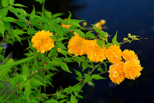 Kerria japonica, commonly called Japanese kerria or Japanese rose, is a graceful, spring-flowering, deciduous shrub that is native to certain mountainous areas of Japan and China. It grows to 1-2m tall on slender, arching, yellowish-green stems. Single, five-petaled, as well as double, yellow flowers bloom somewhat profusely in spring.