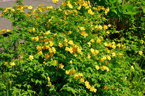 Kerria japonica, commonly called Japanese kerria or Japanese rose, is a graceful, spring-flowering, deciduous shrub that is native to certain mountainous areas of Japan and China. It grows to 1-2m tall on slender, arching, yellowish-green stems. Single, five-petaled, as well as double petaled, yellow flowers bloom somewhat profusely in spring.