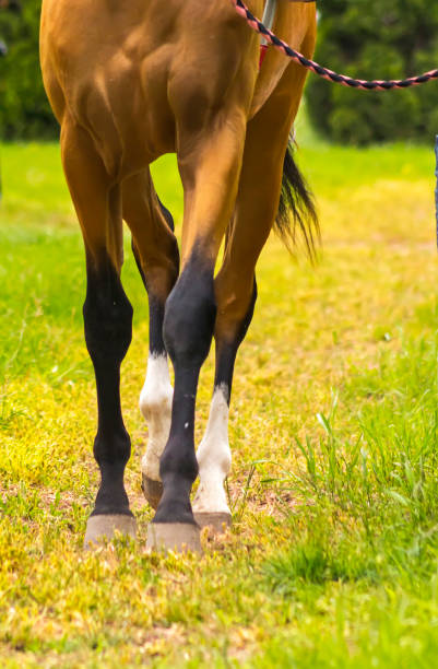 Leading horse walking along the grass track.