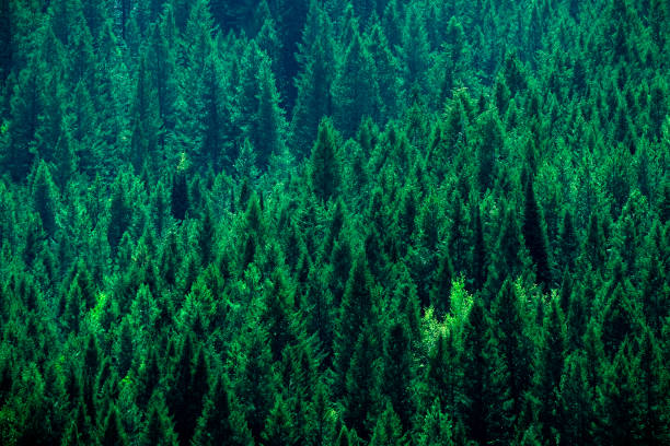 istock Lush Green Pine Forest on Mountainside Healthy Environment 1492347871