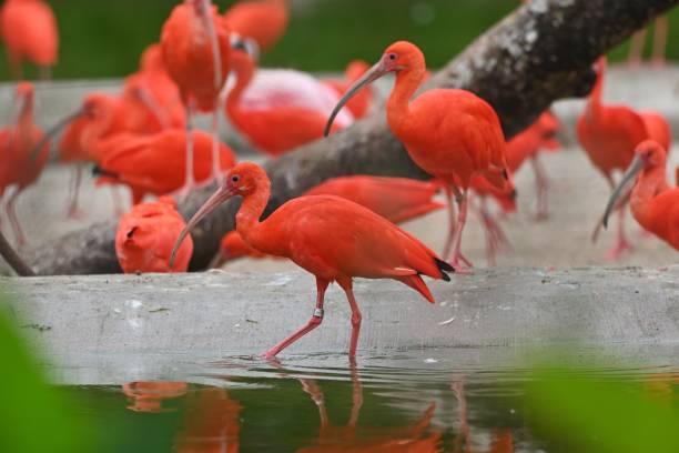 red ibis - scharlachsichler stock-fotos und bilder