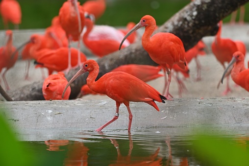 Scralet or Red ibis in park
