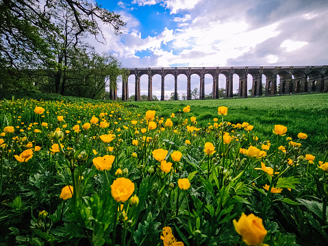 A field of yellow flowers with the Ouse Valley Viaduct in West Sussex, England, in the distance.