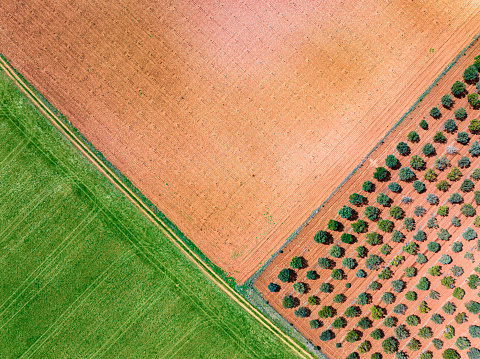 Aerial view drone agriculture textures field with cereal and trees in Spain