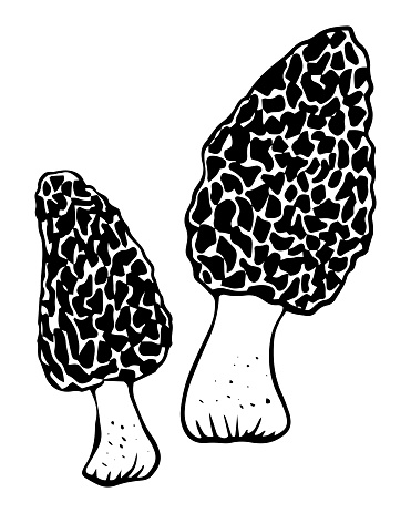 Vector black and white morel mushrooms doodle style isolated on white background. Vector illustration on two morel mushrooms.