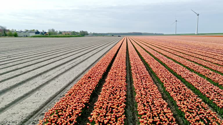 Orange Tulips  in agricultural fields with wind turbines in the background