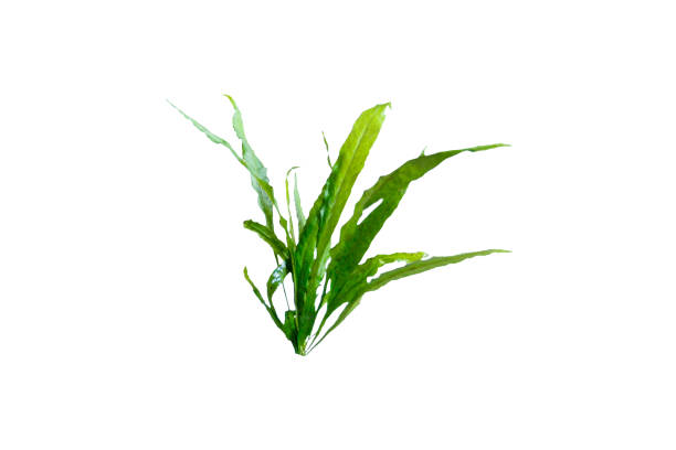 aquatic fern (microsorum pteropus  narrow) isolated on white background - water plant fotos imagens e fotografias de stock