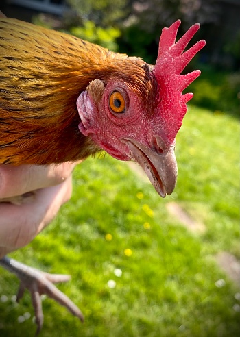 Ardennaise bantam chicken, beautiful bird, close up face, beak, eye.