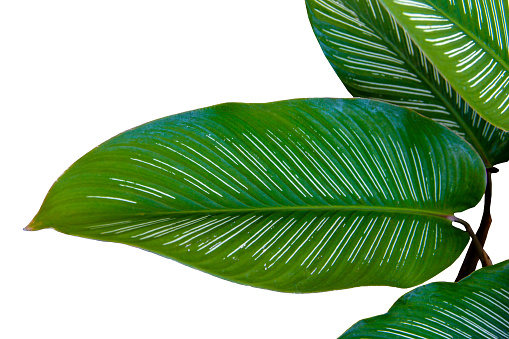 Tropical dark green leaves of Calathea ornata, Pin-stripe Calathea Isolated on White Background