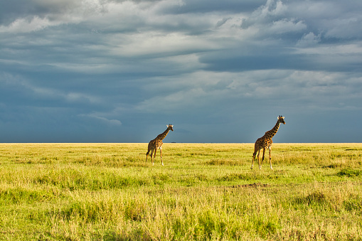 Giraffe Pair crossing the Savanna against the backdrop of heavy rain clouds in a golden twilight setting at Serengeti National park, Tanzania