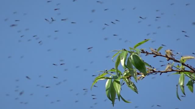 Mosquitoes sit on willow leaves and fly against the blue sky