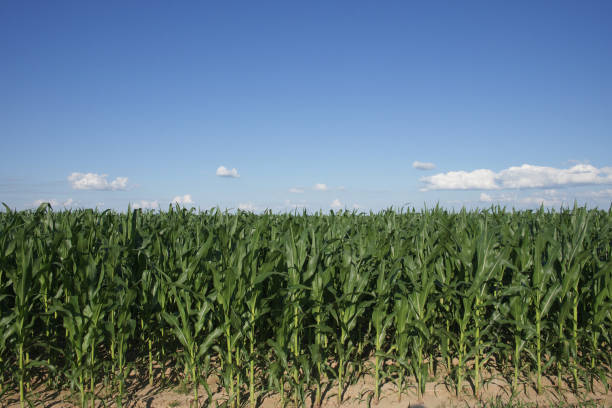 istock A cornfield under a clear blue sky. Agricultural landscape. Corn plants. 1492354578
