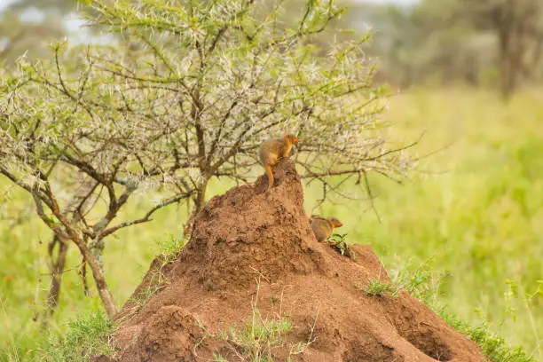 Common dwarf mongoose family on Termite mound at Serengeti National Park, Tanzania