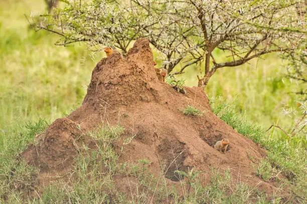 Common dwarf mongoose group on termite mound at Serengeti National Park, Tanzania
