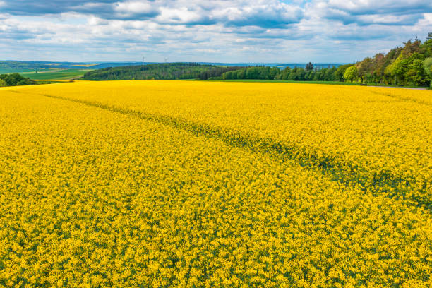 istock Blooming rapeseed fields in the Taunus/Germany 1492355520