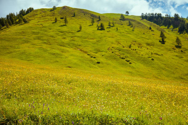 Summer time in Dolomites. landscape with hills, meadow and trees.