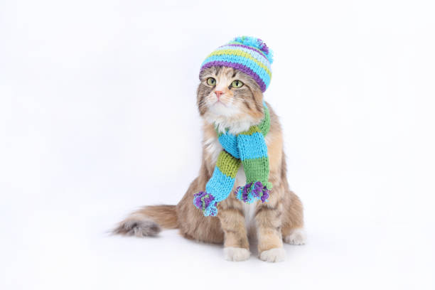istock Beautiful Cat in a knitted scarf and a knitted hat. 1492356330