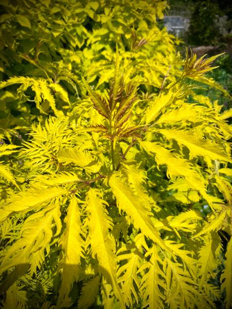 Sambucus racemosa 'Sutherland Gold' fresh new growth, bright new leaves, spring sun light, yellow gold foliage. Close up. Sambucus racemosa 'Sutherland Gold' fresh new growth, bright new leaves, spring sun light, yellow gold foliage. Close up. sambucus racemosa stock pictures, royalty-free photos & images