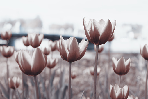 Spring tulips in the park, sepia and blue
