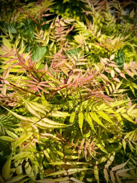 sorbaria sorbifolia 'sem' foglia fresca crescita rossa, rosa, gialla, verde. fogliame asiatico e giapponese. primo piano. - 4611 foto e immagini stock