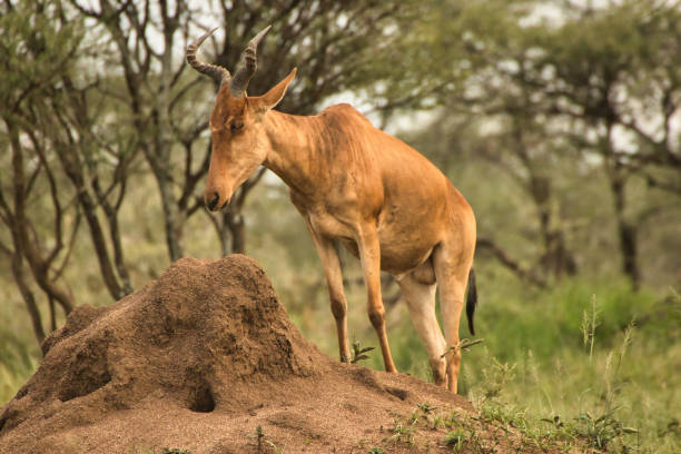 Coke's Hartebeest on Termite mound at Serengeti National Park, Tanzania Coke's Hartebeest on Termite mound at Serengeti National Park, Tanzania termite mound stock pictures, royalty-free photos & images