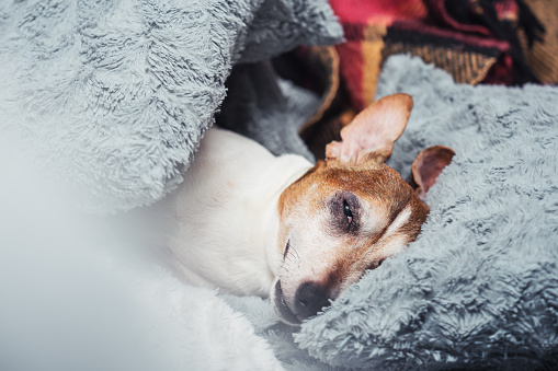 Dog Jack Russell terrier sleeping peacefully on soft pillow of colorful bed. White and brown dog resting at home indoor.