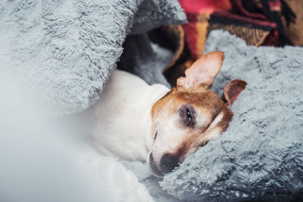 dog jack russell terrier sleeping peacefully on soft pillow - terrier jack russell imagens e fotografias de stock