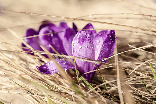 Beautiful violet crocus flower growing in the dry grass, the first sign of spring. Seasonal easter background.