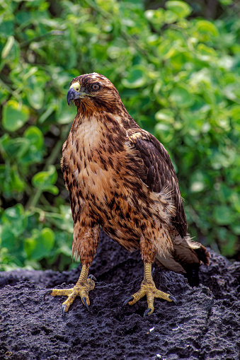 The Galápagos hawk (Buteo galapagoensis) is a large hawk endemic to most of the Galápagos Islands. Punta Suarez, Hood Island. Perching.