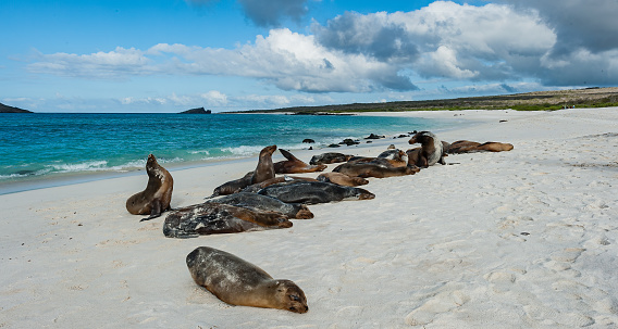 The Galapagos sea lion (Zalophus wollebaeki) is a species of sea lion that lives and breeds on the Galápagos Islands.  Ecuador; Galapagos Islands;  Galapagos Islands National Park; Walking on a sand beach. Gardner Bay, Hood Island.