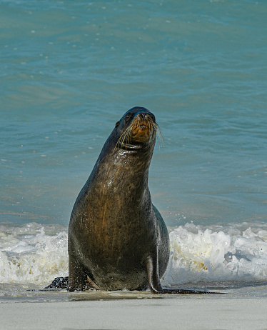The Galapagos sea lion (Zalophus wollebaeki) is a species of sea lion that lives and breeds on the Galápagos Islands.  Ecuador; Galapagos Islands;  Galapagos Islands National Park; Walking on a sand beach. Gardner Bay, Hood Island.