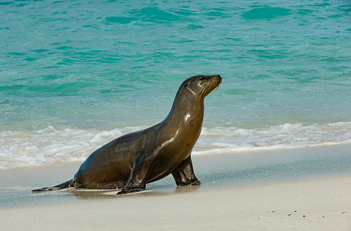 The Galapagos sea lion (Zalophus wollebaeki) is a species of sea lion that lives and breeds on the Galápagos Islands.  Ecuador; Galapagos Islands;  Galapagos Islands National Park; Walking on a sand beach. Gardner Bay, Hood Island.