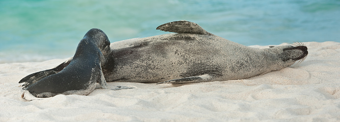 The Galapagos sea lion (Zalophus wollebaeki) is a species of sea lion that lives and breeds on the Galápagos Islands.  Ecuador; Galapagos Islands;  Galapagos Islands National Park; sleeping on the beach while nursing a young pup. Mother and young on beach feeding.