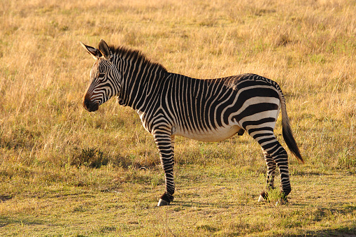Burchell's Zebra herd approaching a waterhole for a late afternoon drink.
