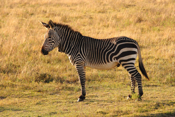 Cape mountain zebra, Equus zebra zebra, Botlierskop, Little Brak River, South Africa stock photo